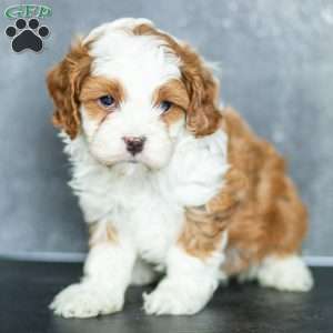 Fern, Cavapoo Puppy
